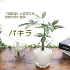  pakira ... дерево удача в деньгах. дерево departure состояние . тонкий pakira иен .. круг керамика горшок бесплатная доставка декоративное растение подарок подарок открытие праздник . день рождения 