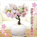  Sakura бонсай цветочный горшок производство человек san . выбран много цветок . есть Sakura Sakura. дерево один лет Sakura asahi гора Sakura Sakura 1 шт. .. белый круг керамика день рождения бесплатная доставка . индустрия праздник . входить . праздник .