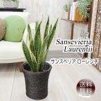 サンセベリアサンスベリアローレンチ...