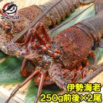 伊勢エビ  国産 伊勢海老 250g前後×2尾(BBQ バーベキュー) (えび 海老 エビ おせち)