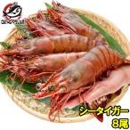 シータイガー 8尾 約30cm 1.5kg 天然 特大 超特大 エビ えび 海老 加熱用 冷凍 BBQ バーベキュー 冷凍海老