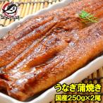 超特大 国産 うなぎ蒲焼き 平均250g前後×2尾 タレ付き うなぎ ウナギ 鰻 蒲焼き
