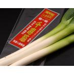 送料無料 千住葱商 葱茂の『千寿葱（金品・極太）』お試し 約1kg（3〜8本入）
