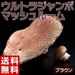 { бесплатная доставка }uru Toraja mbo гриб (potabela вид ) Brown зонт. диаметр примерно 15cm масса 200g передний и задний (до и после) Okayama префектура производство * рефрижератор *