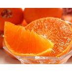 紅まどんな 愛媛県産 約3kg L〜2Lサイズ (12〜15玉) ※常温 送料無料