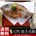 特大! 天然 焼き真鯛 １尾 魚体1kg以上（焼き上がり600g以上）化粧箱入 冷蔵 豊洲出荷 送料無料【同梱不可】