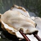  сосна остров ... Kikuchi вода производство сырой еда для . имеется .. Miyagi префектура производство 3kg ( стандарт 70~150g/ шарик ) рецепт есть проспект входить * рефрижератор [uoya] бесплатная доставка 