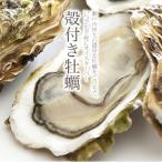  бесплатная доставка купон есть! сырой еда возможность!.. делать только .. дом . устрица балка .! низкотемпературный супер высокого давления Smart устрица свежий рефрижератор . есть ..( сырой еда возможно )12 штук 