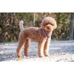 ポイント10倍 [Hakusan]ジャパンデザイン・メッシュY型ドットハーネス