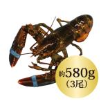 . омар лобстер [580gx3 хвост (580g и больше )]