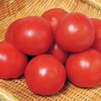 [ производство на заказ ] большой шар помидор контактный дерево рассада rin .409 9cm pot 24шт.@ овощи рассада помидор рассада 