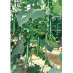 [ производство на заказ ] огурец рассада контактный дерево рассада k Large .2 9cm pot 24шт.@ овощи рассада 