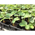  клубника рассада ....... рассада 7.5cm pot 40шт.