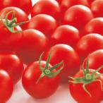 [ производство на заказ ] средний шар помидор контактный дерево рассада Cyndy сладкий 9cm pot 24шт.@ овощи рассада помидор рассада 