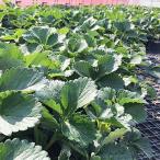  клубника рассада ....7.5cm pot 40шт.@.. рассада 