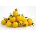 [ производство на заказ ] мини помидоры контактный дерево рассада желтый ушко (уголок) 9cm pot 24шт.@ овощи рассада помидор рассада 