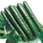 [ производство на заказ ] огурец рассада лето ...9cm pot 24шт.@ реальный сырой рассада овощи рассада 