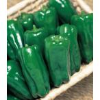 [ производство на заказ ] зеленый перец рассада столица ...9cm pot 24шт.@ реальный сырой рассада овощи рассада 