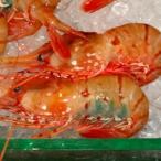  свежесть выдающийся sashimi для натуральный креветка Botan shrimp L размер 