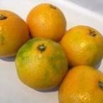  высшее . сырой Wakayama производство ..