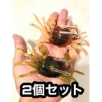 タコ 釣り テンヤ エギ カニ ルアー ワーム ベイト 2個セット ダブルフック　ルアー
