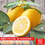 みかん 宇和島ゴールド 4kg fゴ04 家庭用 2箱ご購入でもう1箱おまけ 河内晩柑 フレッシュつちやま 吉田みかん 愛媛 果物 柑橘 フルーツ