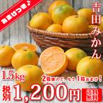 (f吉 1.5)(★予約販売★)吉田みかん 1.5kg  ※2箱購入でもう1箱おまけ！(多少の枝傷・黒点等有)(家庭用・2S〜2Lサイズ込)(※11月頃より入荷次第発送)(送料無料)