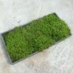 越後苔工房　こけマット ハイゴケ 300×600mm
