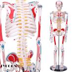 人体骨格模型 1/2人体モデル 筋肉起始／停止色表示型 85ＣＭ スタンド付き 整骨院 教材 医学 高精度