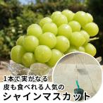 ぶどう・シャインマスカットPVP・挿し木樹高0.4m前後 15cmポット 苗木 葡萄 ぶどうの木 登録品種 1年生 1本で実がなる 苗 海外持出禁止 素掘りポット 1本 単品