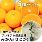 【5本セット】 みかん・せとかPVP樹高0.4m前後 15cmポット セトカ 登録品種 みかんの木 苗木 1年生 1本で実がなる みかんの木 接ぎ木 苗 柑橘 海外持