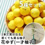 花柚子樹高0.4m前後15cmポッ...