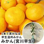 みかん・宮川早生樹高0.4m前後1...