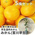 みかん・宮川早生樹高0.4m前後1...