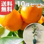 温州・石地樹高0.4m前後15cm...