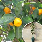 金柑・福寿金柑樹高0.4m前後15...