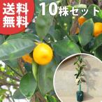 金柑・福寿金柑樹高0.4m前後15...