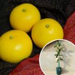 ショッピング文旦 文旦・土佐文旦樹高0.4m前後 15cmポット とさぶんたん トサブンタン ブンタン みかん 柑橘 接ぎ木 みかんの木 苗木 1年生 苗 素掘りポット苗 果樹苗  1本 単品