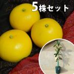 【5本セット】 文旦・土佐文旦樹高0.4m前後 15cmポット とさぶんたん トサブンタン ブンタン みかん 柑橘 接ぎ木 みかんの木 苗木 1年生 苗 素掘りポ