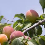 梅・露茜PVP樹高0.6m前後15...