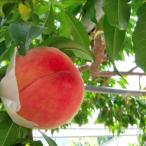 桃・あかつき樹高0.6m前後 15cmポット アカツキ モモ 接ぎ木 苗木 1年生 苗 素掘りポット苗 果樹苗 果樹 果樹園用 植木 木 送料込み 果樹 1本 単品