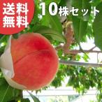 ショッピング桃 【10本セット】 桃・あかつき樹高0.6m前後 15cmポット アカツキ モモ 接ぎ木 苗木 1年生 苗 素掘りポット苗 果樹苗 果樹 果樹園用 植木 木 送料込み