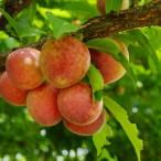 スモモ・メスレー樹高0.6m前後1...