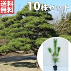 クロマツ（10本セット） 樹高0.5m前後 10.5cmポット 黒松 くろまつ 松の木 苗木 植木 苗 庭木 生け垣 送料込み