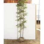 クロチク 樹高1.2m前後 根巻 くろちく（くろたけ） 黒竹 クロタケ3本立〜 苗木 苗 植木 庭木 生け垣 送料込み 1本 単品