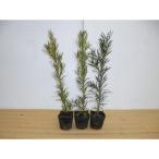 ラカンマキ（15本セット） 樹高0.5m前後 15cmポット 生垣 らかんまき マキ まき 苗木 植木 苗 庭木 生け垣 送料込み 目隠し・生垣