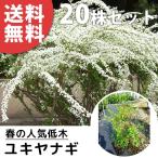 植木 盆栽 ユキヤナギの人気商品 通販 価格比較 価格 Com