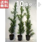 ラカンマキ（10本セット） 樹高0.8m前後 15cmポット ※支柱はつきません 生垣 らかんまき マキ まき 苗木 植木 苗 庭木 生け垣 送料込み 目隠し・生垣