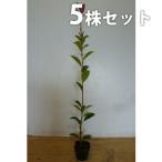 レッドロビン（5本セット） 樹高0.6m前後 10.5cmポット ベニカナメモチ ベニカナメ れっどろびん 垣根 生垣用 苗木 植木 苗 庭木 生け垣 送料込み 目隠し・生垣