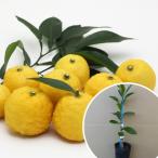 柚子 植木の人気商品 通販 価格比較 価格 Com